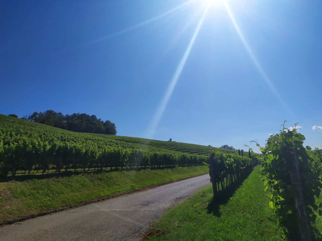 Immagine per Promozione dei vini locali, la Regione stanzia i fondi per i progetti internazionali
